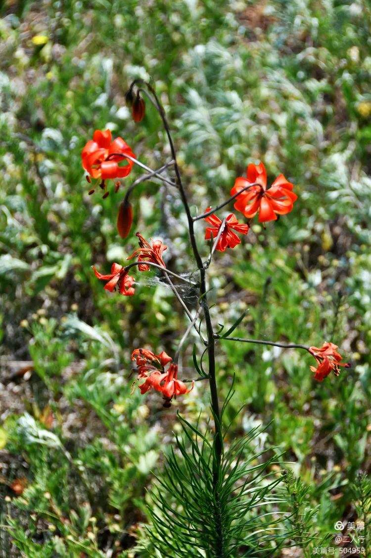 Shandandan (Can I eat Shandandan flowers)